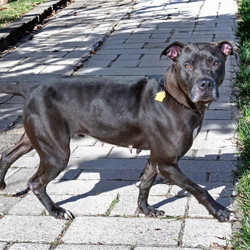 FIRECRACKER - Pit Bull Terrier available for adoption