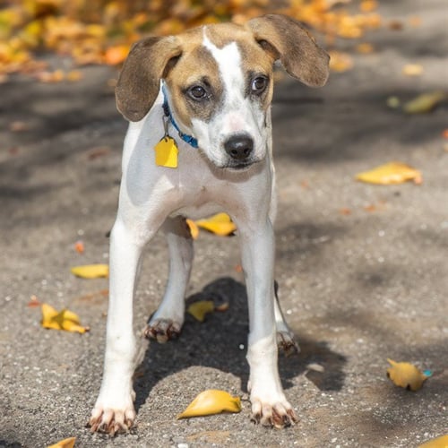 LIGHTNING - Catahoula Leopard Dog available for adoption