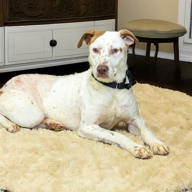 BEIGNET - Pit Bull Terrier / Australian Cattle Dog/Blue Heeler available for adoption