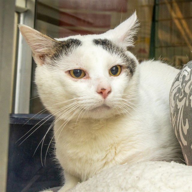 VICTOR - Domestic Short Hair available for adoption