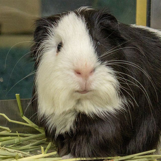 HEDLEY LAMAR - Guinea Pig available for adoption