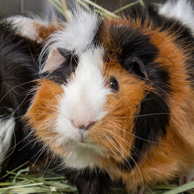 GOV WILLIAM LEPETAMANE - Guinea Pig available for adoption