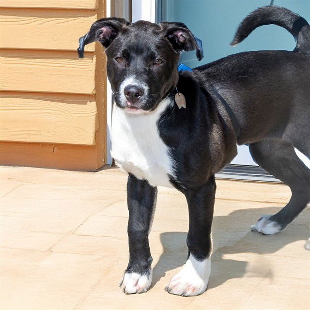 TOBY - Pit Bull Terrier available for adoption