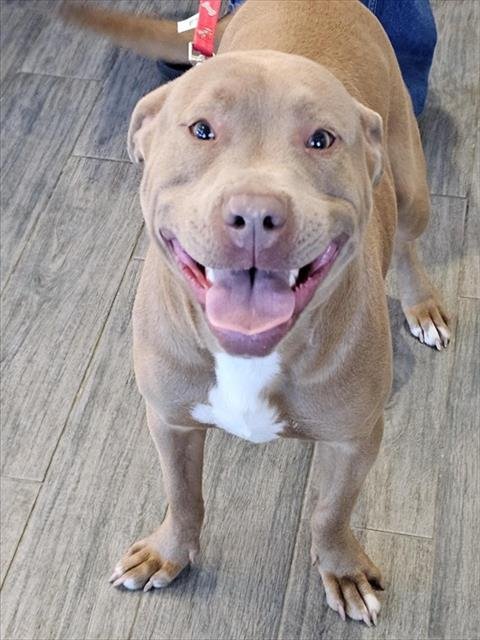 SOOKIE - Pit Bull Terrier / Boxer available for adoption