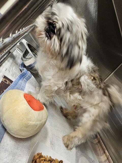 DIEGO - Shih Tzu available for adoption