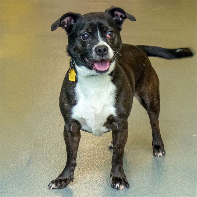 ELLIE - Boston Terrier / Parson Russell Terrier available for adoption