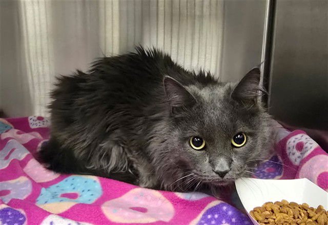 MYLO - Domestic Long Hair available for adoption