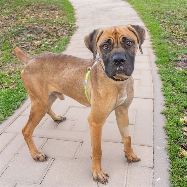 BONES - Mastiff available for adoption