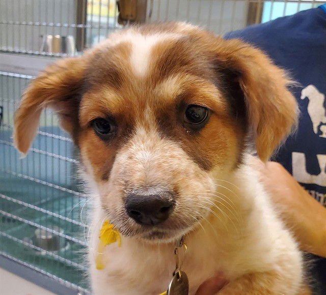 TACO - English Coonhound / Queensland Heeler available for adoption