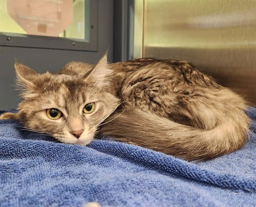 AVERY - Domestic Medium Hair available for adoption