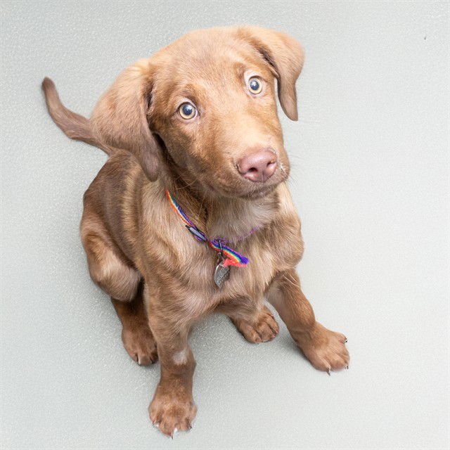 LITTLE BEAR - Labrador Retriever available for adoption