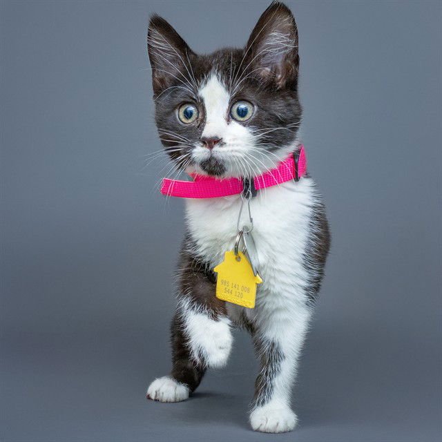 SNOWY - Domestic Short Hair available for adoption