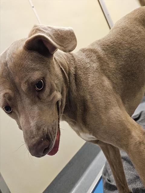 GOOSE - Labrador Retriever available for adoption