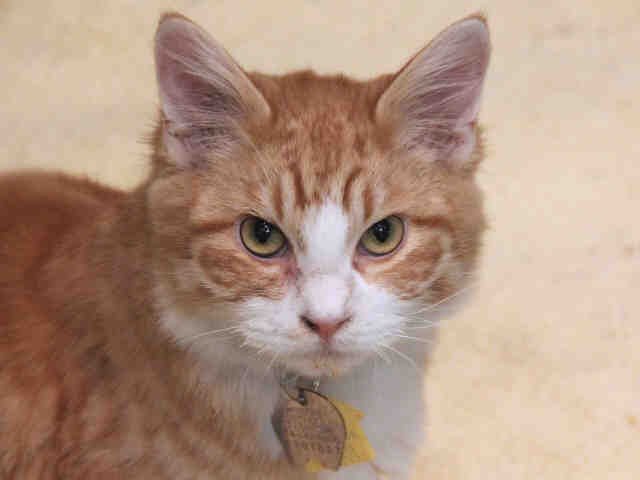 PRINCE HARRY - Domestic Long Hair available for adoption