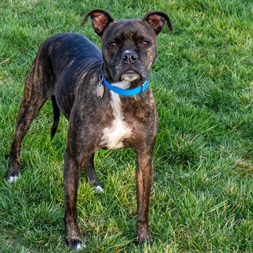 DAKOTA - Pit Bull Terrier available for adoption