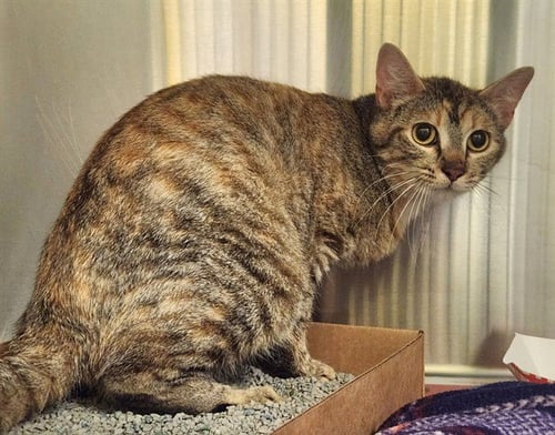 CLOVER - Domestic Short Hair available for adoption