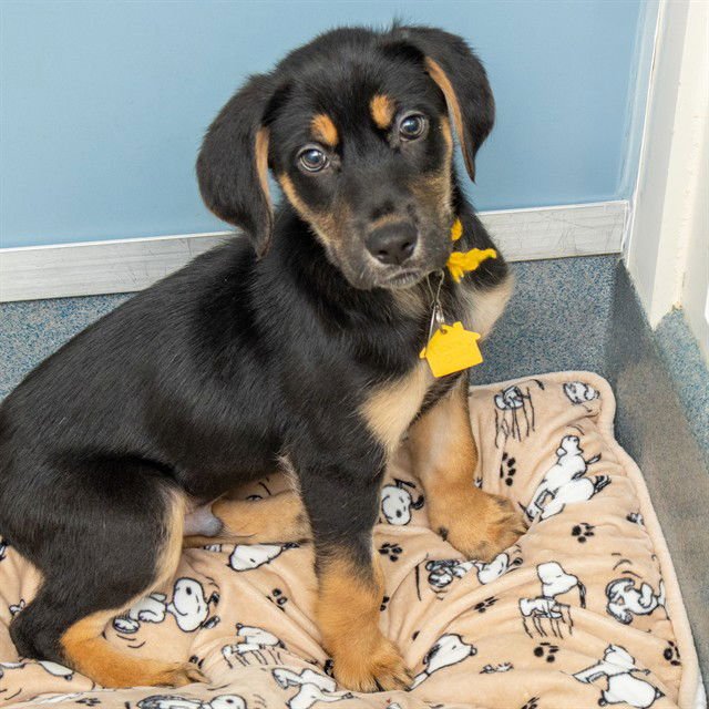 BURRITO - English Coonhound / Queensland Heeler available for adoption
