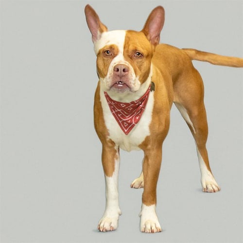NADIA - Pit Bull Terrier available for adoption