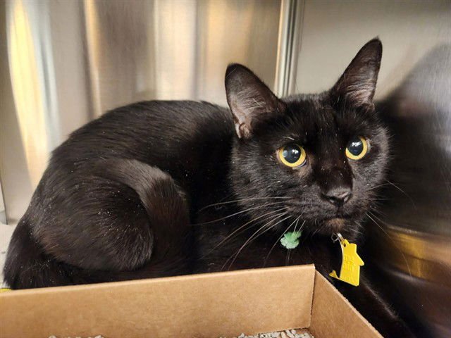 KENNEDY - Domestic Short Hair available for adoption