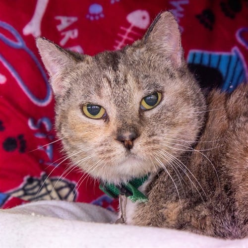 MUSHU - Domestic Short Hair available for adoption