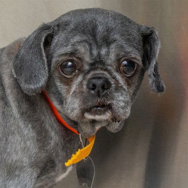 FIONA - Shih Tzu / Pug available for adoption