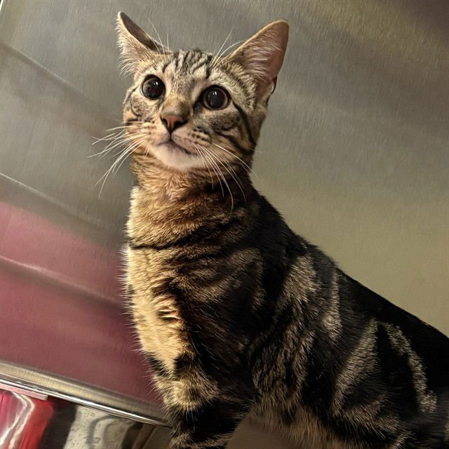 CHESTER - Domestic Short Hair available for adoption