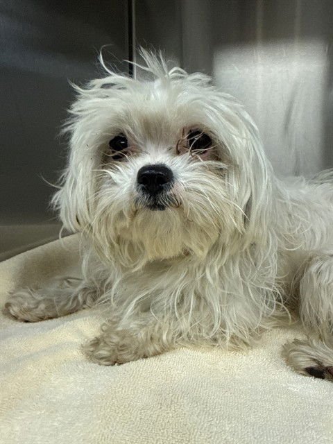 SOPHIE - Maltese available for adoption