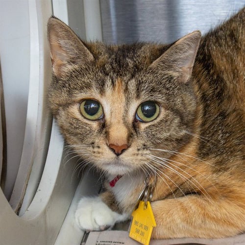 PHOENIX - Domestic Short Hair available for adoption