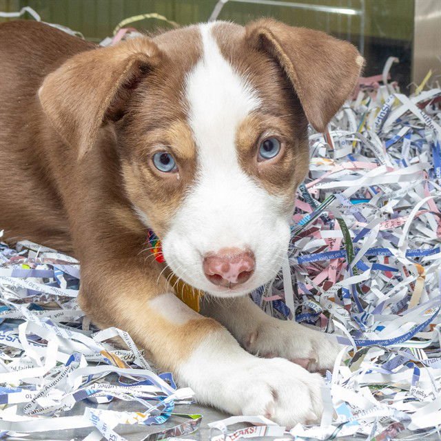 MIKE - German Shepherd Dog / Siberian Husky available for adoption