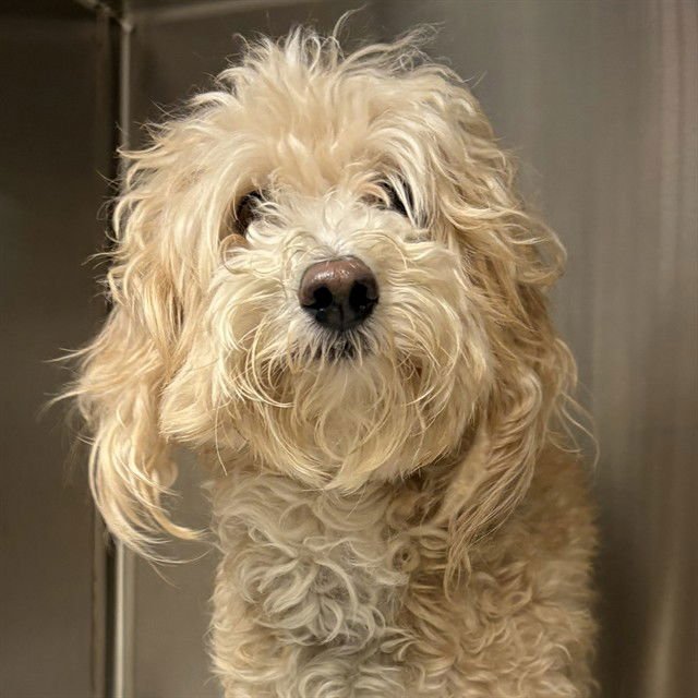 KOBY - Poodle (Miniature) available for adoption