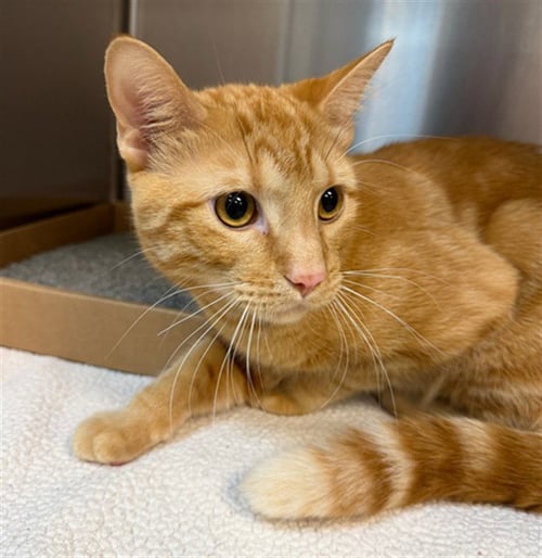 ANGEL - Domestic Short Hair available for adoption