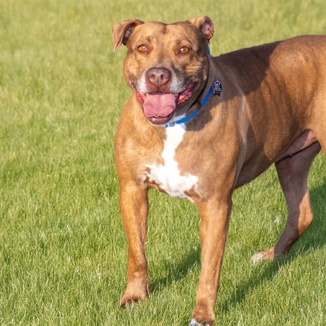 NINA - Pit Bull Terrier available for adoption