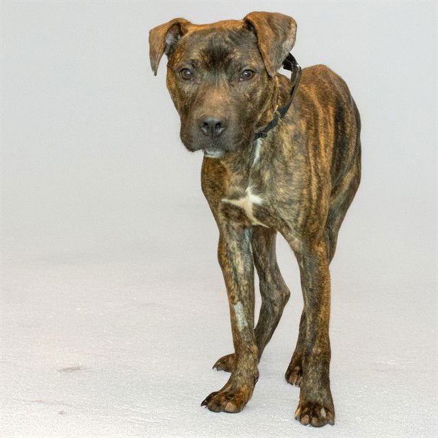 TEDDY - Pit Bull Terrier available for adoption