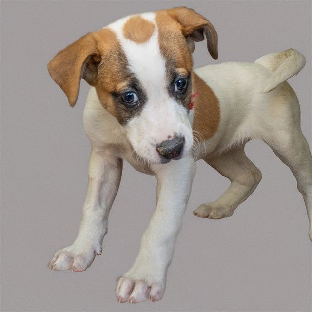 MON MOTHMA - Labrador Retriever available for adoption