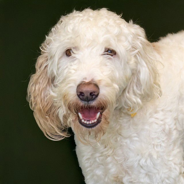 REMY - Poodle (Standard) / Golden Retriever available for adoption