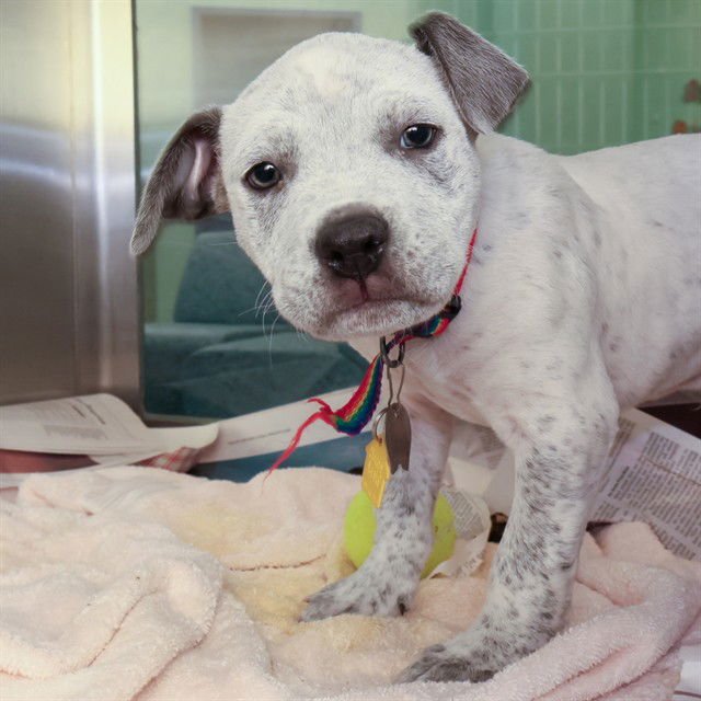 JUJU - Pit Bull Terrier available for adoption