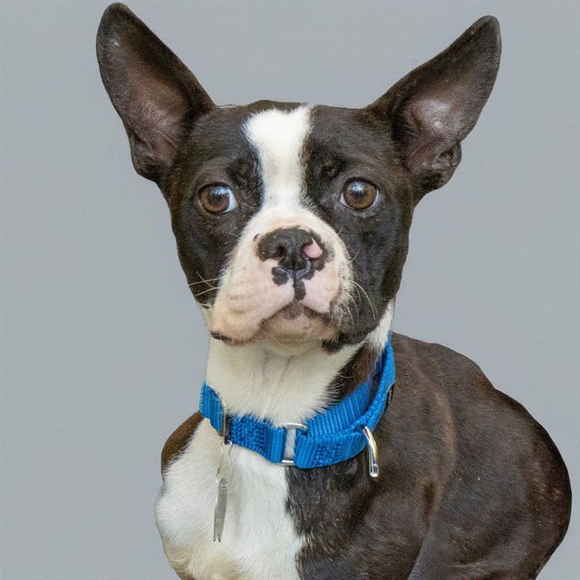 EBONY - Boston Terrier available for adoption