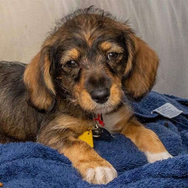 BUBBLES - Poodle (Toy) / Beagle available for adoption