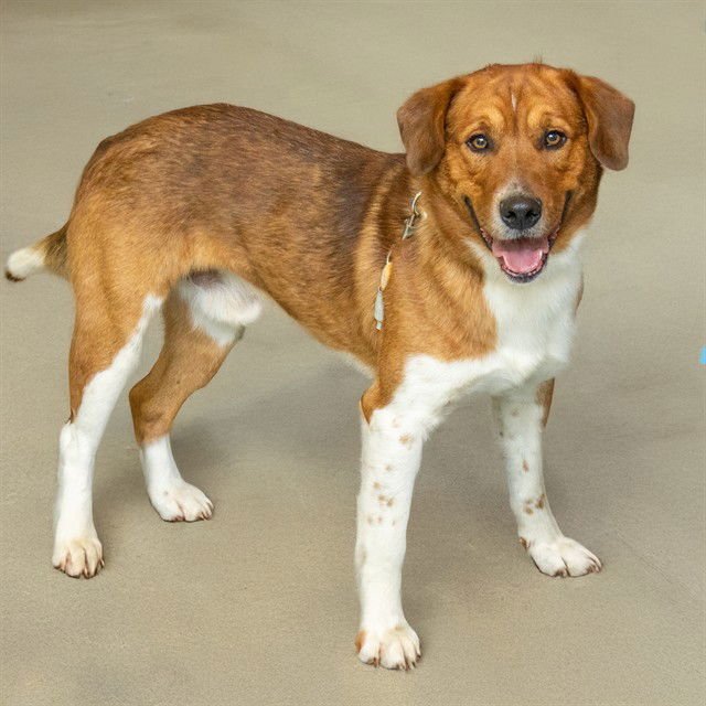 BARNEY - Collie available for adoption