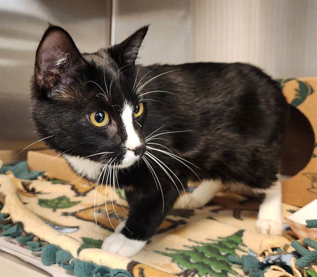 MORNING - Domestic Short Hair available for adoption