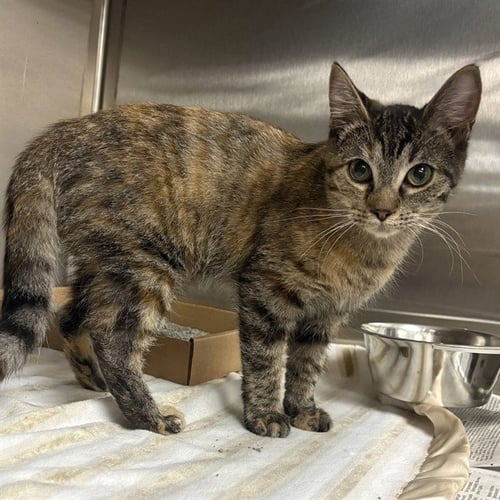 ANDREA - Domestic Short Hair available for adoption