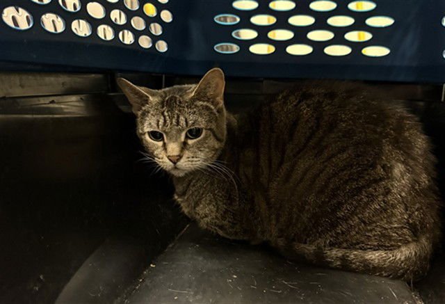 MINNIE - Domestic Short Hair available for adoption