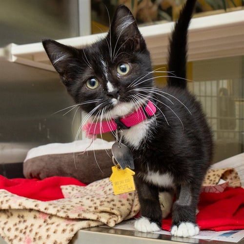 BASIL - Domestic Medium Hair available for adoption