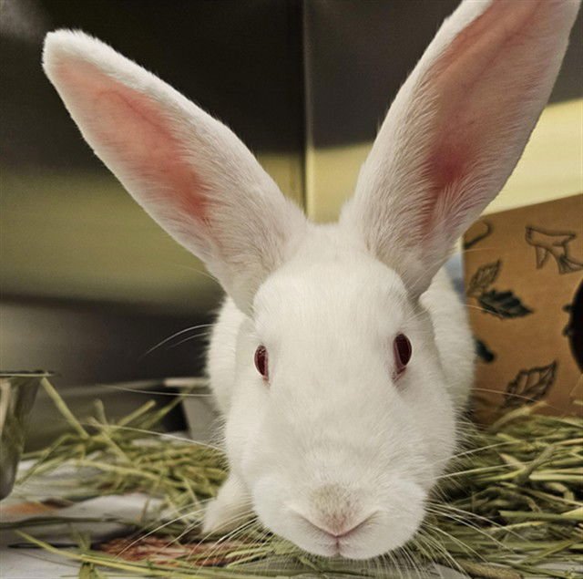 SUBZERO - New Zealand available for adoption