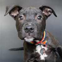 RALPHIE - Photo 1