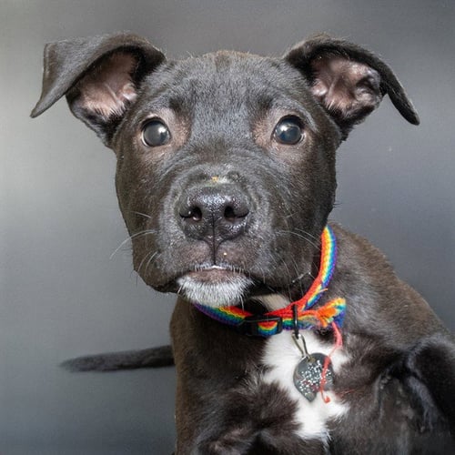 RALPHIE - Labrador Retriever available for adoption