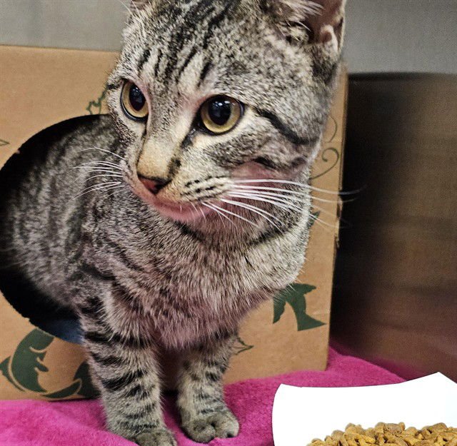 SARAN - Domestic Short Hair available for adoption