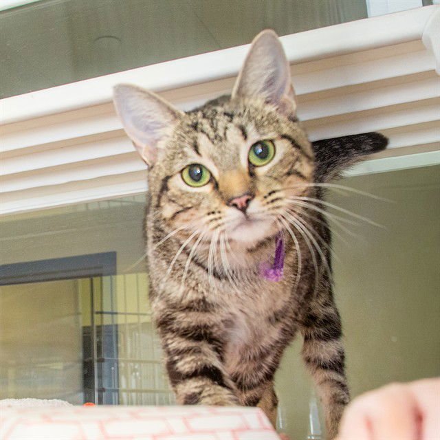 MAGGIE - Domestic Short Hair available for adoption