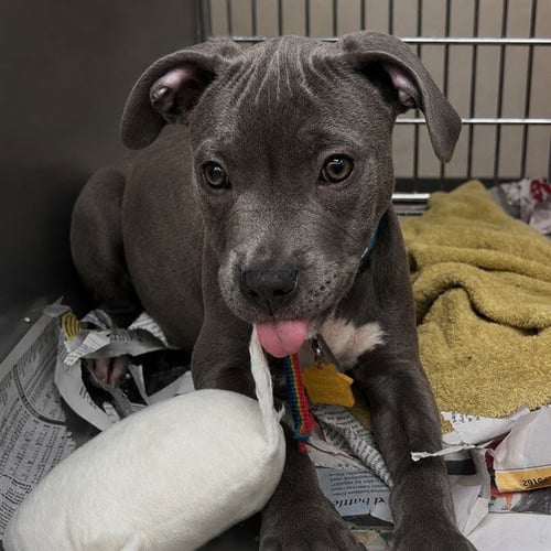 JELLYFISH - Pit Bull Terrier available for adoption