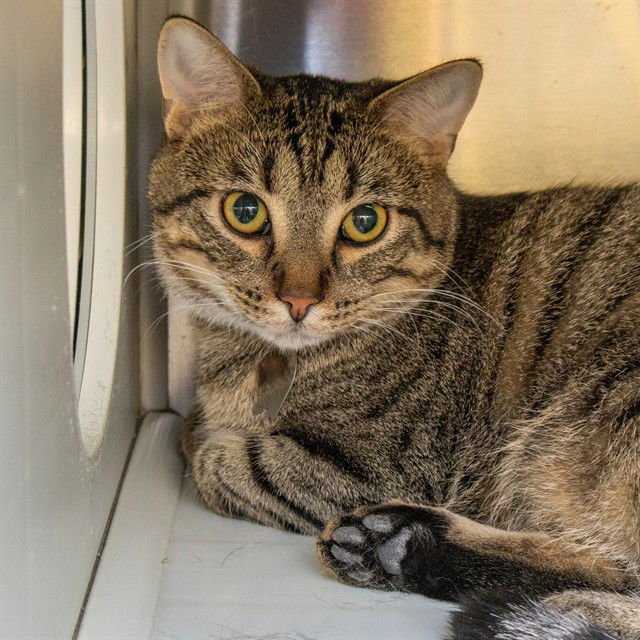 FELIX - Domestic Short Hair available for adoption